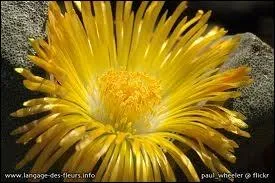 Quelle est cette fleur ?