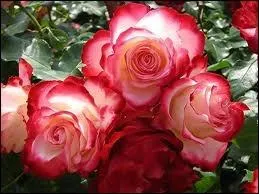 Quelle est cette fleur ?