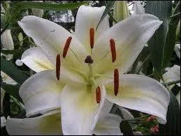 Quelle est cette fleur ?