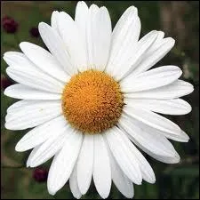 Quelle est cette fleur ?