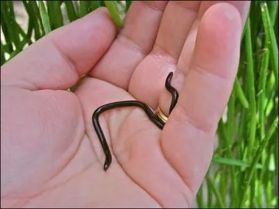 Quel est ce serpent ?