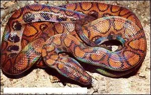 Quel est ce serpent ?