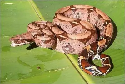 Quel est ce serpent ?