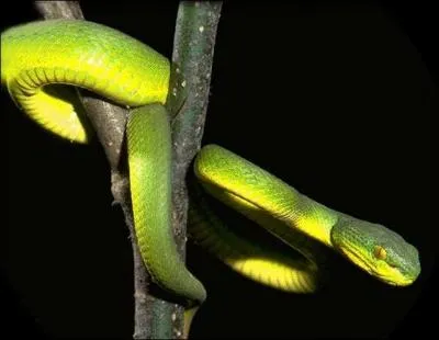 Quel est ce serpent ?