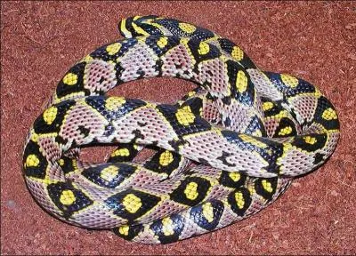 Quel est ce serpent ?