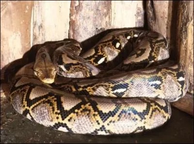 Quel est ce serpent ?