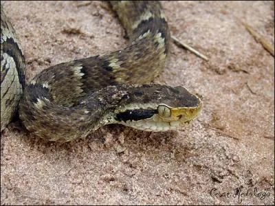 Quel est ce serpent ?