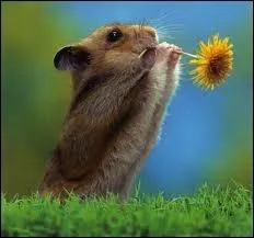 Quelle expression conviendrait  cette image ?