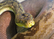 Quiz Les pythons