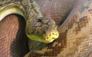 Quiz Serpents