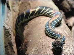 Quel est ce python ?