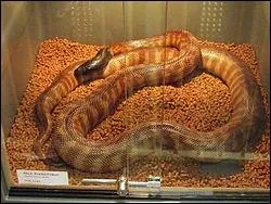 Quel est ce python ?