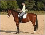 Que faut-il faire pour demander l'arrt  son cheval ?