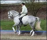 Que peut-on dire  propos du demi-arrt, qui consiste  fermer les doigts puis  rendre le contact au cheval ?