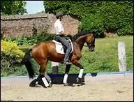 Que faut-il faire pour faire reculer son cheval ?