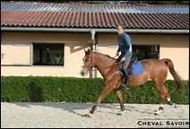 Que peut-on dire  propos des mains du cavalier ?