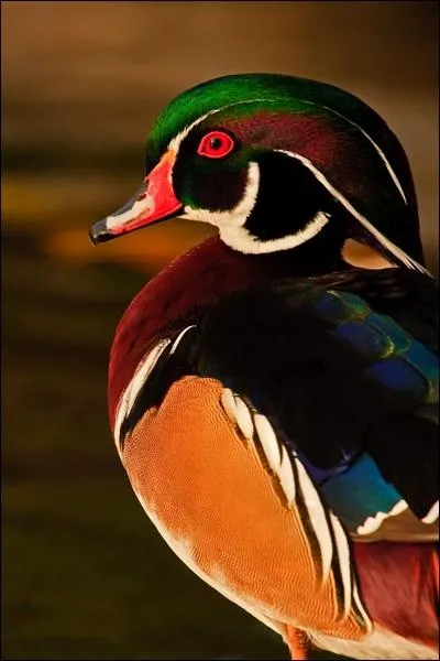 Lequel de ces ingrdients est utilis pour laquer le canard ?