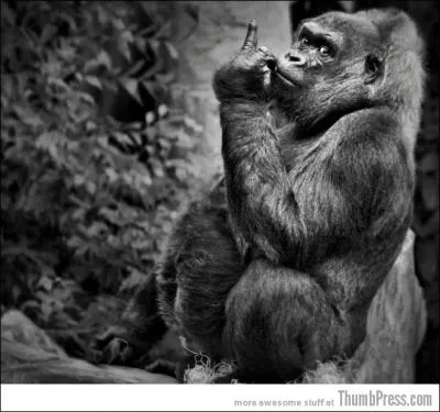 Depuis 2003, la population des gorilles du massif des Virunga est en forte augmentation !