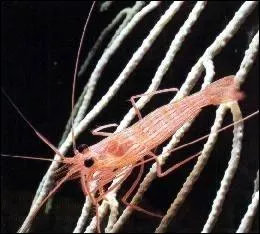 Quelle est cette crevette ?