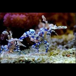 Quelle est cette crevette ?