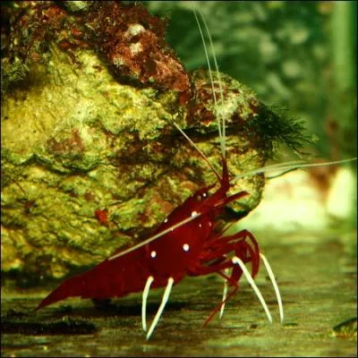 Quelle est cette crevette ?