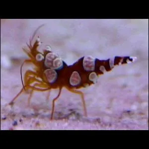 Quelle est cette crevette ?