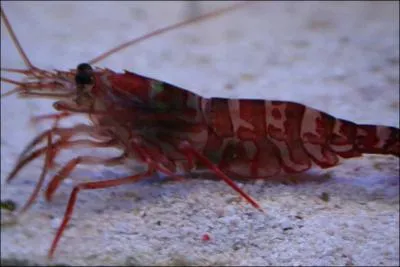 Quelle est cette crevette ?