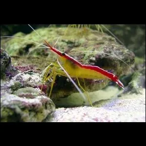 Quelle est cette crevette ?