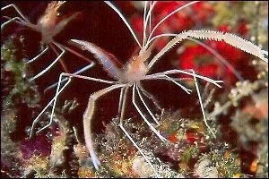 Quelle est cette crevette ?