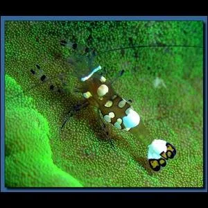 Quelle est cette crevette ?