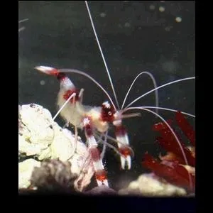 Quelle est cette crevette ?