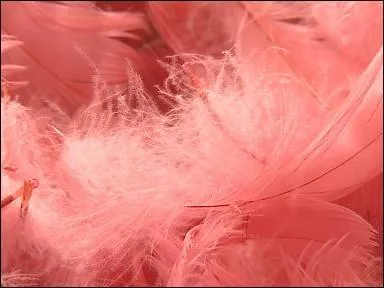 Pourquoi ne rit-on pas lorsqu'on se chatouille soi-mme ?