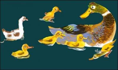 Ce drle de petit canard blanc n'a pas l'air d'tre trs intgr auprs des autres. Il est...