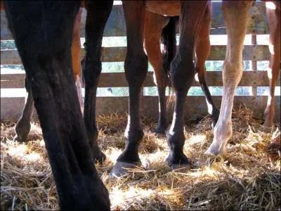 De bas en haut, quelles sont les parties des membres antrieurs d'un cheval ?