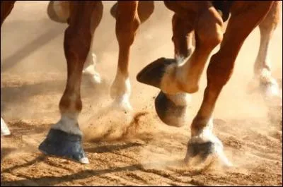 Quels sont les rles du pied du cheval ?