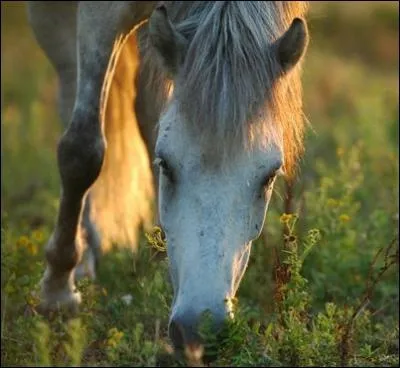 Le cheval rumine ?