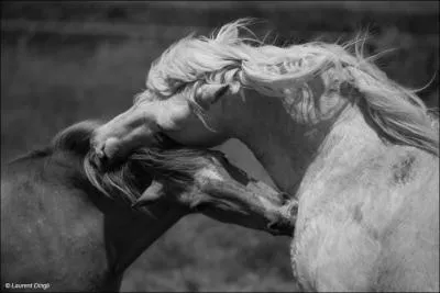 Comment appelle-t-on un cheval adulte femelle rserve  la reproduction ?