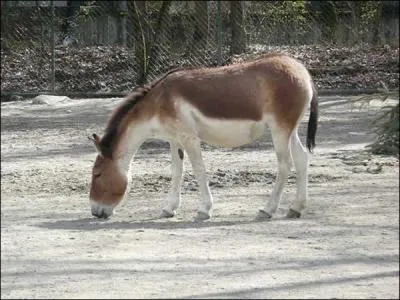 Comment s'appelle celui-ci ?