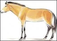 Qu'est-ce qu'il y a eu aprs l'eohippus ?