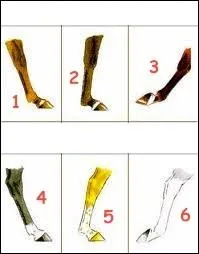 Comment s'appelle la balzane n3 ?