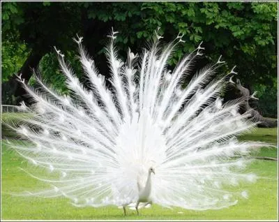 Un papillon porte le mme nom que cet oiseau !