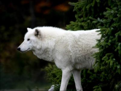 Le loup blanc est une espce albinos !