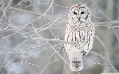 La photo est la preuve flagrante qu'un hibou peut tre blanc !