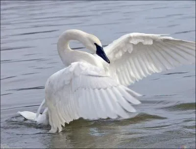 Il existe une variante du cygne blanc tubercul que l'on appelle morphe !