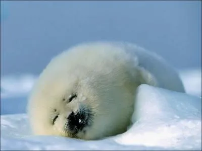 Le bb phoque s'appelle aussi le phocon !