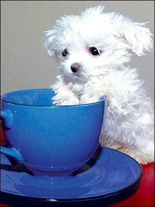 N'est-ce pas mignon ? Ce petit chien mesure ...