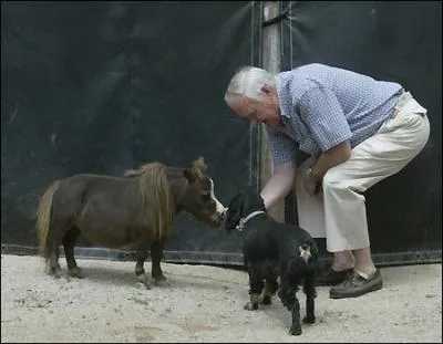 Reconnaissez-vous le cheval le plus petit du monde l'avez-vous confondu avec le chien ? Quel ge a ce cheval et combien mesure-t-il ? ( En pouces )