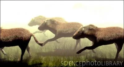 Combien le mrychippus avait-il de doigts ? (C'est le premier cheval primitif connu, son nom signifie  cheval ruminant )