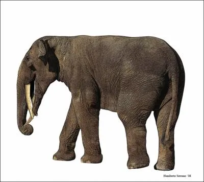 Combien de dfenses avait le gomphotherium ?
