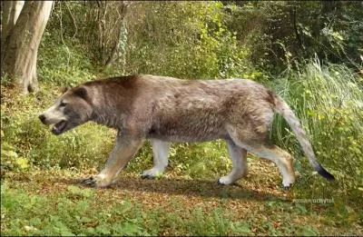 Combien mesure l'amphicyon ? C'est un gros carnivore connu sous le nom de chien-ours.